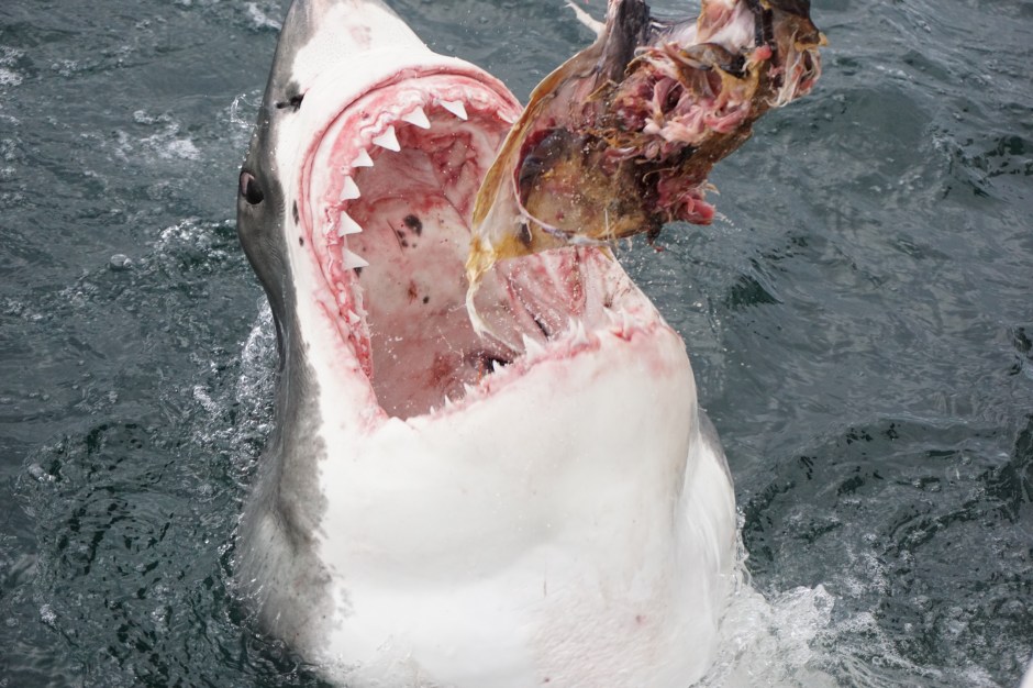 Mossel Bay, Great White Shark, Shark diving, South Africa, Elizabeth Around the World, Elizabeth McSheffrey