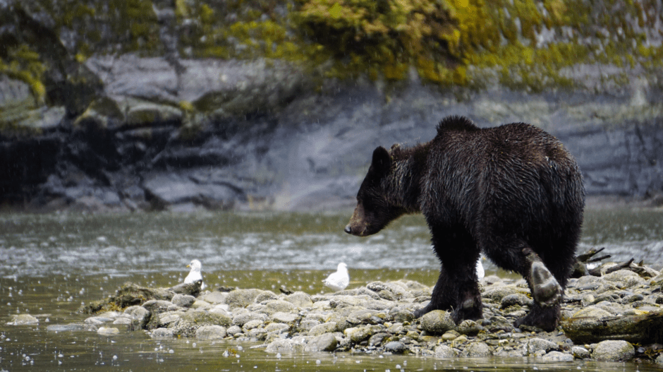 Mussel Inlet, Great Bear Rainforest, British Columbia, Grizzly Bear, Elizabeth McSheffrey