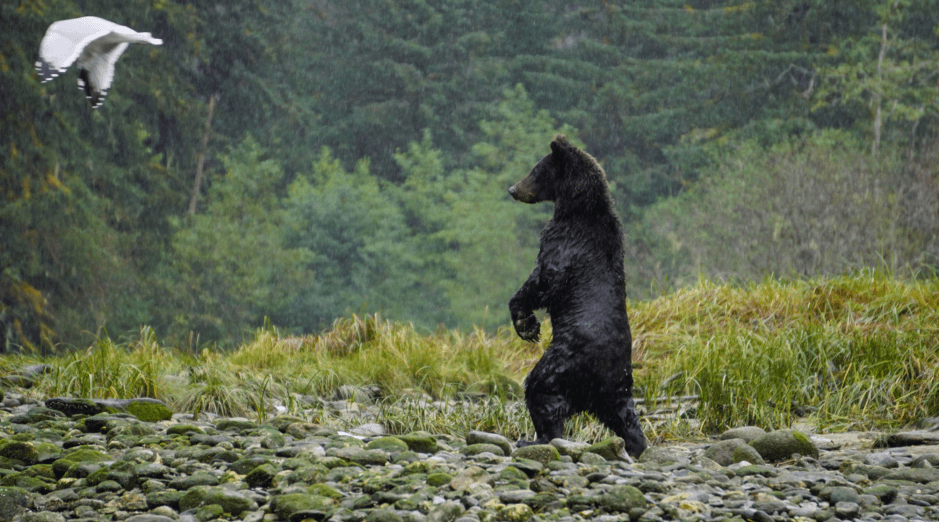 Great Bear Rainforest, grizzly bear, Mussel Inlet, Elizabeth Around the World, Elizabeth McSheffrey