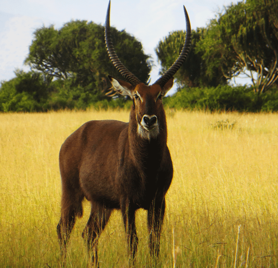Waterbok, Uganda, Queen Elizabeth National Park, Elizabeth Around the World, Elizabeth McSheffrey